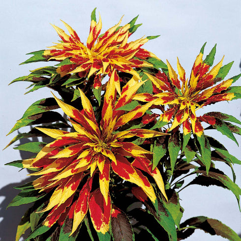 Amaranthus tricolor seeds